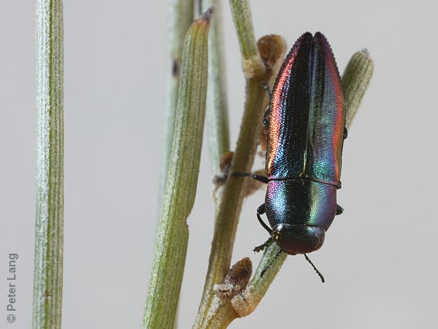 Melobasis aurocyanea, PL1481, female, on Acacia rigens, EP
